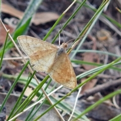 Scopula rubraria (Reddish Wave, Plantain Moth) at Red Hill Nature Reserve - 5 Mar 2018 by RodDeb