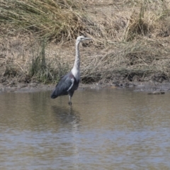 Ardea pacifica (White-necked Heron) at Lanyon - northern section A.C.T. - 4 Mar 2018 by AlisonMilton