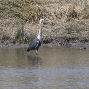 Ardea pacifica at Tuggeranong DC, ACT - 4 Mar 2018 01:09 PM