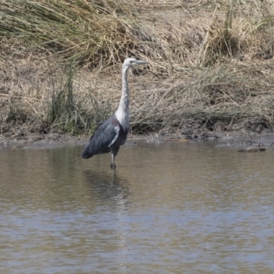 Ardea pacifica (White-necked Heron) at Lanyon - northern section - 4 Mar 2018 by AlisonMilton