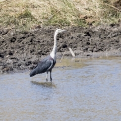 Ardea pacifica at Tuggeranong DC, ACT - 4 Mar 2018 01:09 PM