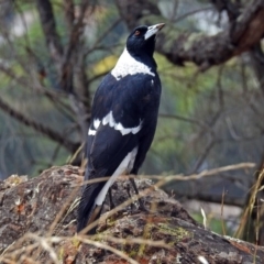 Gymnorhina tibicen (Australian Magpie) at Red Hill Nature Reserve - 5 Mar 2018 by RodDeb