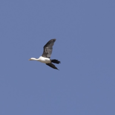 Microcarbo melanoleucos (Little Pied Cormorant) at Lanyon - northern section A.C.T. - 4 Mar 2018 by AlisonMilton