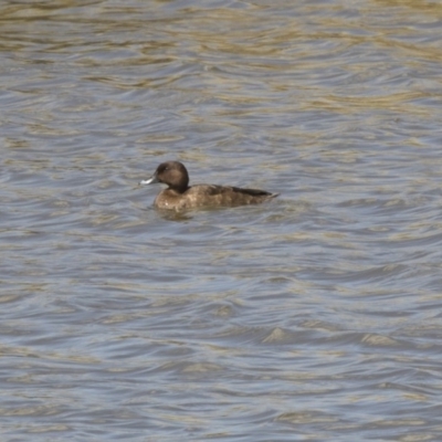 Aythya australis (Hardhead) at Lanyon - northern section A.C.T. - 4 Mar 2018 by AlisonMilton