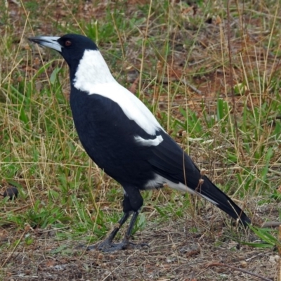 Gymnorhina tibicen (Australian Magpie) at Red Hill Nature Reserve - 5 Mar 2018 by RodDeb