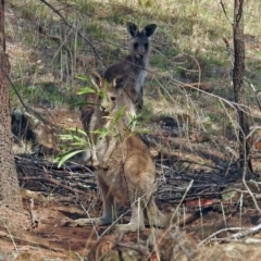 Macropus giganteus (Eastern Grey Kangaroo) at Red Hill Nature Reserve - 5 Mar 2018 by RodDeb