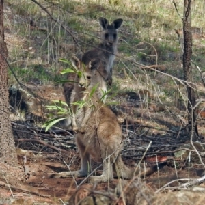 Macropus giganteus at Red Hill, ACT - 5 Mar 2018