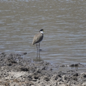 Vanellus miles at Tuggeranong DC, ACT - 4 Mar 2018