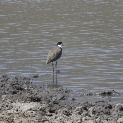 Vanellus miles (Masked Lapwing) at Tuggeranong DC, ACT - 4 Mar 2018 by Alison Milton