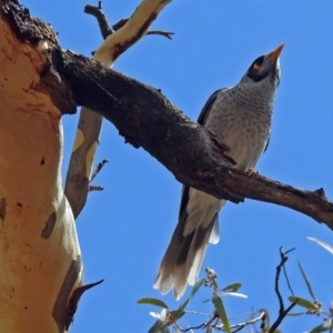 Manorina melanocephala at Garran, ACT - 5 Mar 2018