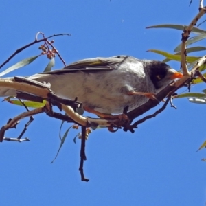 Manorina melanocephala at Garran, ACT - 5 Mar 2018