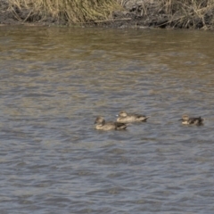 Anas gracilis (Grey Teal) at Lanyon - northern section A.C.T. - 4 Mar 2018 by AlisonMilton