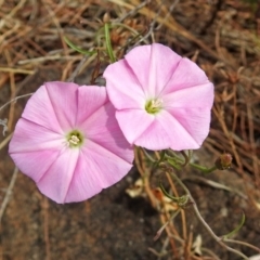 Convolvulus angustissimus subsp. angustissimus (Australian Bindweed) at Red Hill, ACT - 5 Mar 2018 by RodDeb