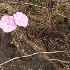 Convolvulus angustissimus subsp. angustissimus at Red Hill, ACT - 5 Mar 2018