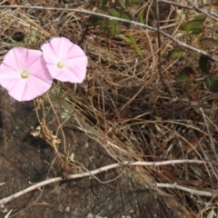 Convolvulus angustissimus subsp. angustissimus at Red Hill, ACT - 5 Mar 2018 12:46 PM