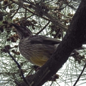 Anthochaera carunculata at Red Hill, ACT - 5 Mar 2018