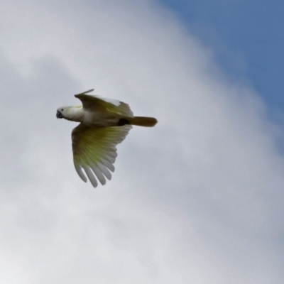Cacatua galerita (Sulphur-crested Cockatoo) at Red Hill Nature Reserve - 5 Mar 2018 by RodDeb