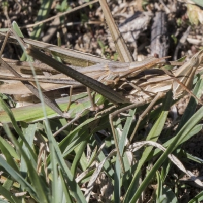 Acrida conica (Giant green slantface) at Tuggeranong DC, ACT - 3 Mar 2018 by AlisonMilton