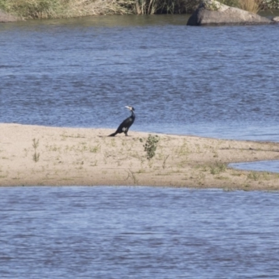 Phalacrocorax carbo (Great Cormorant) at Tuggeranong DC, ACT - 3 Mar 2018 by Alison Milton