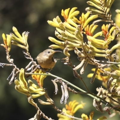 Acanthorhynchus tenuirostris (Eastern Spinebill) at Acton, ACT - 1 Mar 2018 by Alison Milton
