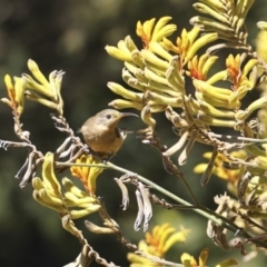 Acanthorhynchus tenuirostris (Eastern Spinebill) at Acton, ACT - 28 Feb 2018 by Alison Milton