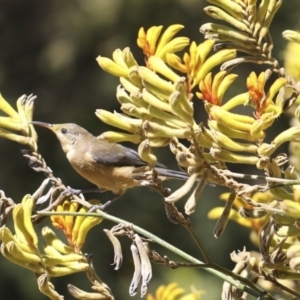 Acanthorhynchus tenuirostris at Acton, ACT - 1 Mar 2018