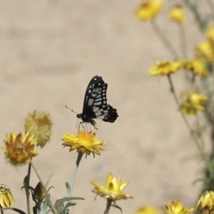 Papilio anactus at Acton, ACT - 1 Mar 2018