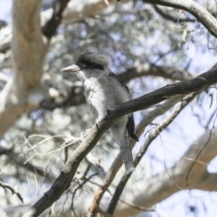 Dacelo novaeguineae (Laughing Kookaburra) at Acton, ACT - 28 Feb 2018 by Alison Milton