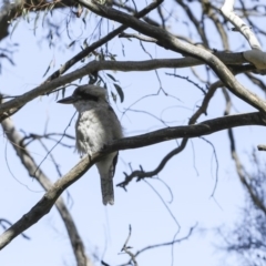 Dacelo novaeguineae at Acton, ACT - 1 Mar 2018 04:20 AM