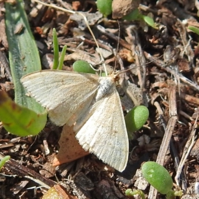 Scopula rubraria (Reddish Wave, Plantain Moth) at Red Hill Nature Reserve - 5 Mar 2018 by RodDeb