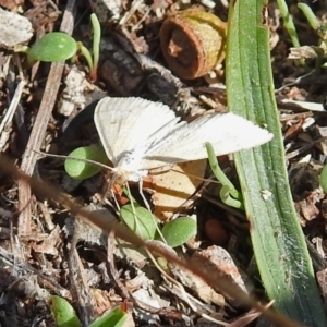 Scopula rubraria at Garran, ACT - 5 Mar 2018