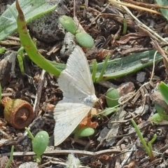 Scopula rubraria at Garran, ACT - 5 Mar 2018