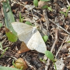 Scopula rubraria at Garran, ACT - 5 Mar 2018