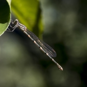 Austrolestes leda at Higgins, ACT - 26 Jan 2018 10:56 AM