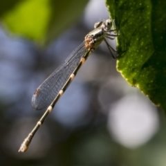 Austrolestes leda at Higgins, ACT - 26 Jan 2018 10:56 AM