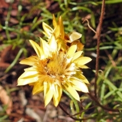 Xerochrysum viscosum (Sticky Everlasting) at Garran, ACT - 5 Mar 2018 by RodDeb