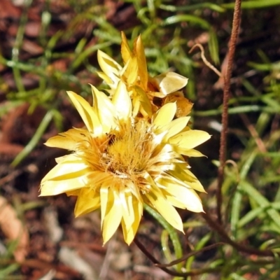 Xerochrysum viscosum (Sticky Everlasting) at Garran, ACT - 5 Mar 2018 by RodDeb