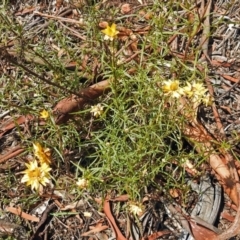 Xerochrysum viscosum at Garran, ACT - 5 Mar 2018