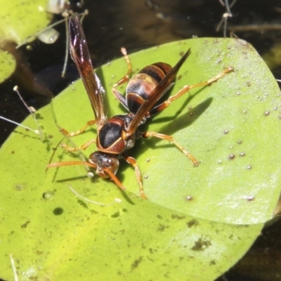 Polistes (Polistella) humilis (Common Paper Wasp) at Higgins, ACT - 4 Feb 2018 by Alison Milton
