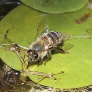 Apis mellifera at Higgins, ACT - 4 Feb 2018 01:25 PM