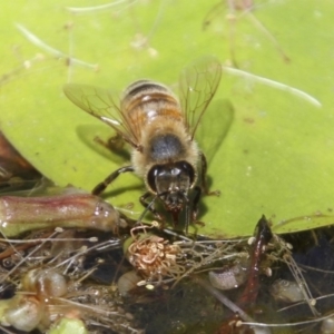 Apis mellifera at Higgins, ACT - 4 Feb 2018 01:25 PM