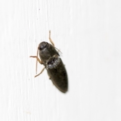 Monocrepidius (genus) (Click beetle) at Higgins, ACT - 8 Feb 2018 by AlisonMilton