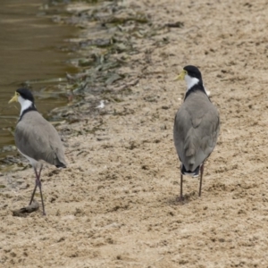 Vanellus miles at Belconnen, ACT - 9 Feb 2018 01:28 PM