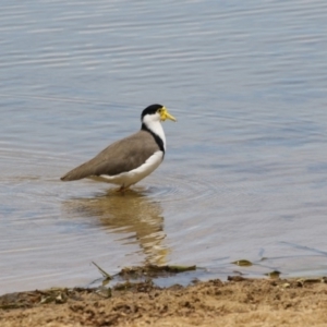 Vanellus miles at Belconnen, ACT - 9 Feb 2018