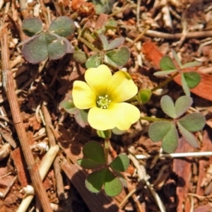 Oxalis sp. at Red Hill, ACT - 5 Mar 2018