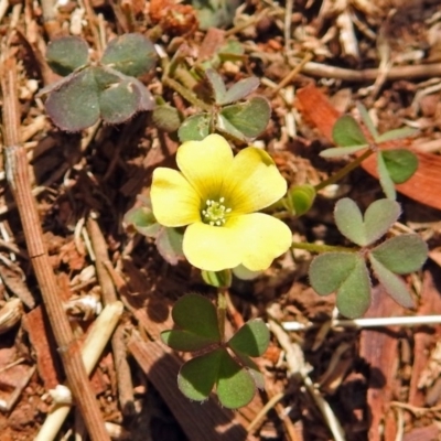 Oxalis sp. (Wood Sorrel) at Red Hill Nature Reserve - 5 Mar 2018 by RodDeb