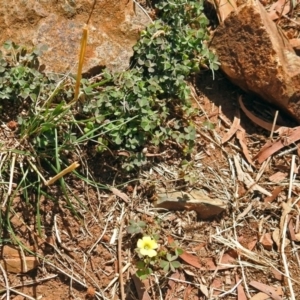 Oxalis sp. at Red Hill, ACT - 5 Mar 2018