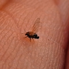 Psyllidae sp. (family) (Unidentified psyllid or lerp insect) at Red Hill Nature Reserve - 5 Mar 2018 by RodDeb