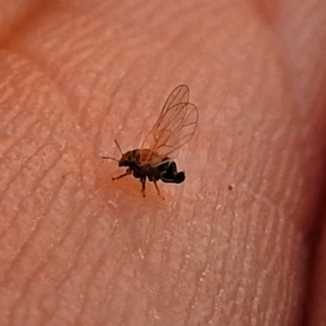 Psyllidae sp. (family) at Red Hill, ACT - 5 Mar 2018 12:52 PM