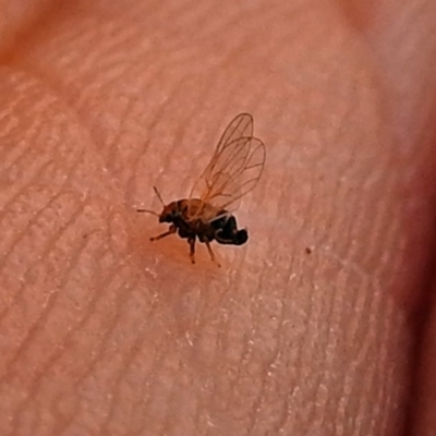 Psyllidae sp. (family) (Unidentified psyllid or lerp insect) at Red Hill Nature Reserve - 5 Mar 2018 by RodDeb